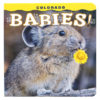 ColoradoBabiesPica