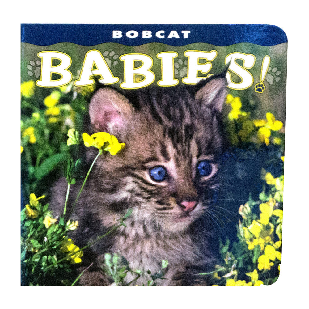 Babies Bobcat